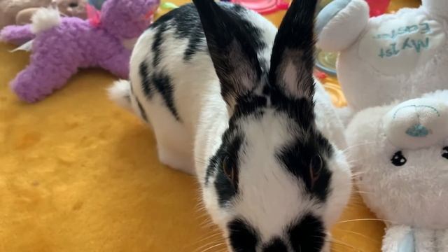 Bunny fun, игры зайчика😍🐇 смотреть онлайн