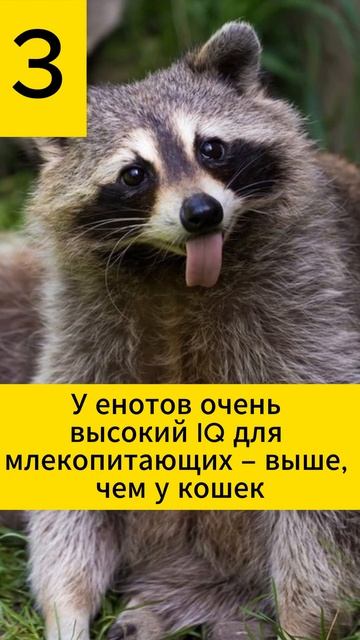 Факты про енотов, которые вы точно не знали. смотреть онлайн