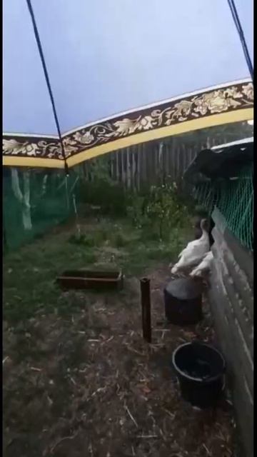 ВЫ ПОЧЕМУ У МЕНЯ ТАКИЕ ТУПЫЕ😍 смотреть онлайн