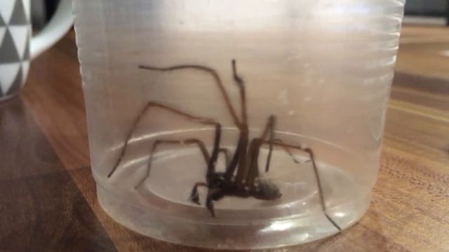 WHAT KIND OF SPIDER IS THIS PLEASE смотреть онлайн