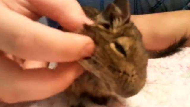 Ри́кки-Ти́кки-Та́ви 2 смотреть онлайн