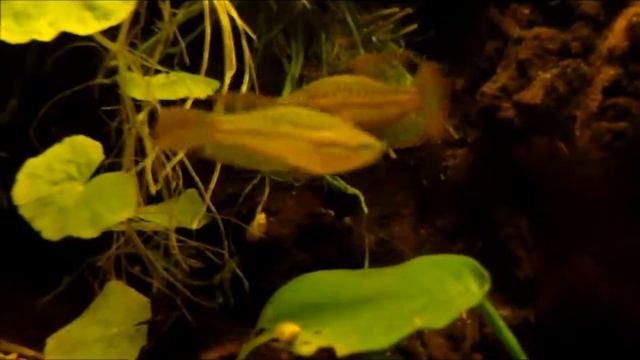 trichopsis pumila смотреть онлайн