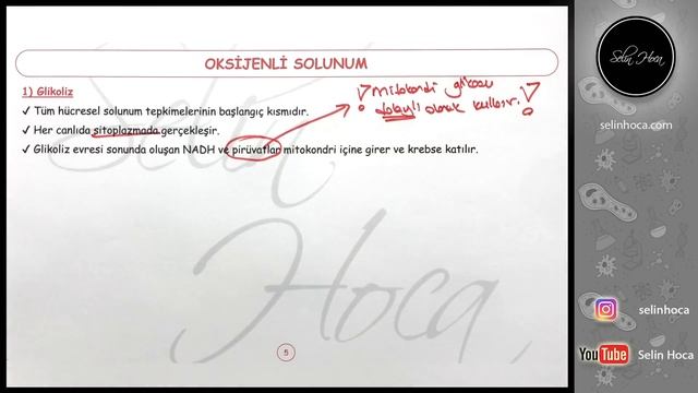 13) Oksijenli Solunum 1 смотреть онлайн