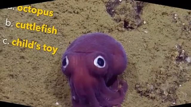 Adorable sea creature charms scientists смотреть онлайн