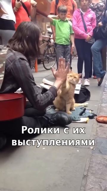 🐈Спас Кота и Они Вместе Разбогатели💰 #shorts смотреть онлайн