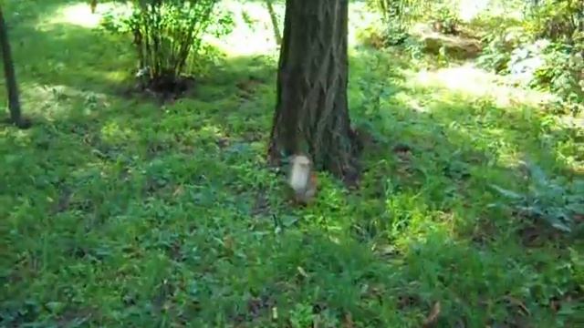 Белка 2 ) смотреть онлайн