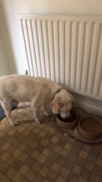 Purina ProPlan OptiAge Dog Food смотреть онлайн