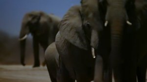 Земля ночью в цвете 2 сезон 1 серия «Слоновьи равнины» (документальный сериал, 2020)