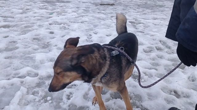 Валетик-Шпингалетик: Воспитание Валетика 2 смотреть онлайн