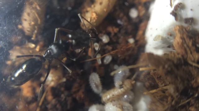 Odontomachus simillimus смотреть онлайн
