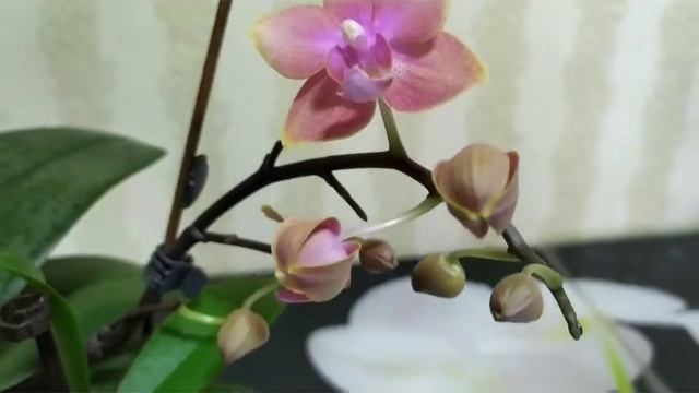 Предновогоднее цветение смотреть онлайн