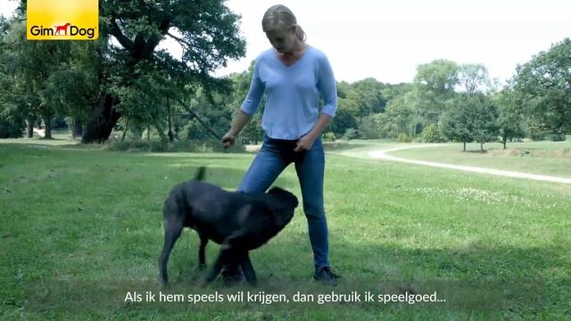 GimDog traktaties. Dat is wat Meike en haar viervoeter Piper zeggen 👱♀🐶 смотреть онлайн