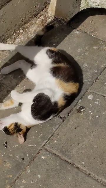 Красивая трёхцветная кошка кувыркается на спине 😻 Funny calico cat roll on back. Kucing lucu. Gatos смотреть онлайн