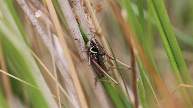 Roesels bush cricket смотреть онлайн