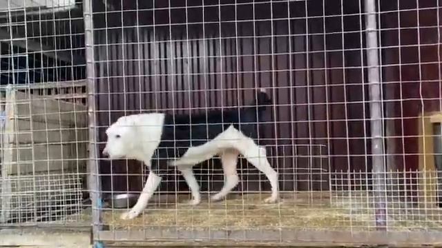 КАРАГЁЗ дочь КАРАГЁЗА и САРЫ возраст 4 г. (продаётся) смотреть онлайн