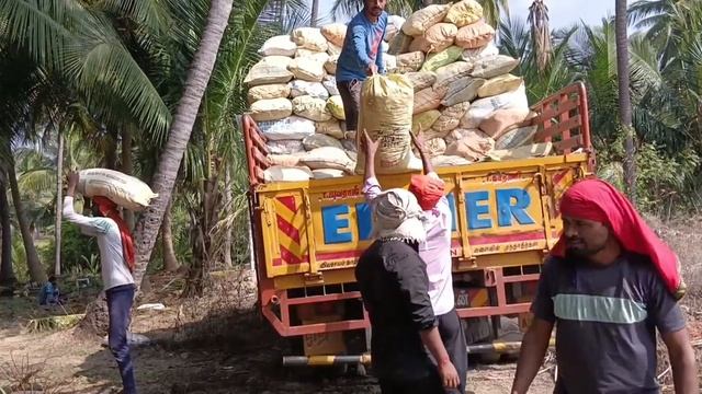 ஆட்டுப்புழுக்கை தென்னை மரத்திற்கு ஏன் வைக்க வேண்டும்|Goat manure for coconuttree#business#fertilize смотреть онлайн