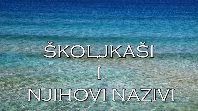 Prepoznavanje školjaka смотреть онлайн