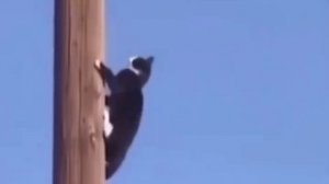 Утюг не выключил