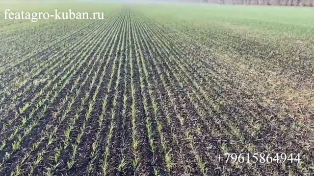 НаумАгро. Посевы пшеницы. Посевной комплекс FEATAGRO S-9600 Виктория смотреть онлайн