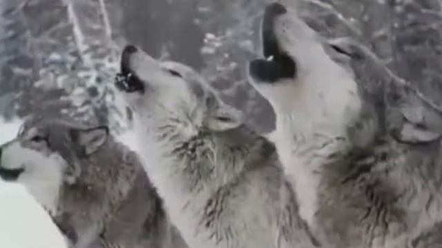 ты даже неподозревал что волк и челове .... смотреть онлайн