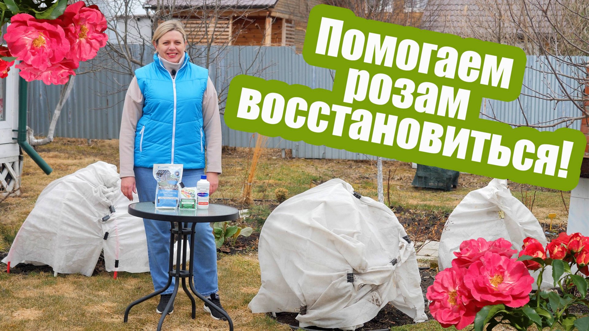 Ухаживаем за розами после зимы! Когда открывать розы, чем обработать и подкормить смотреть онлайн