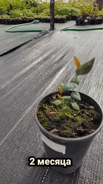 размножение голубики в банке!!! смотреть онлайн