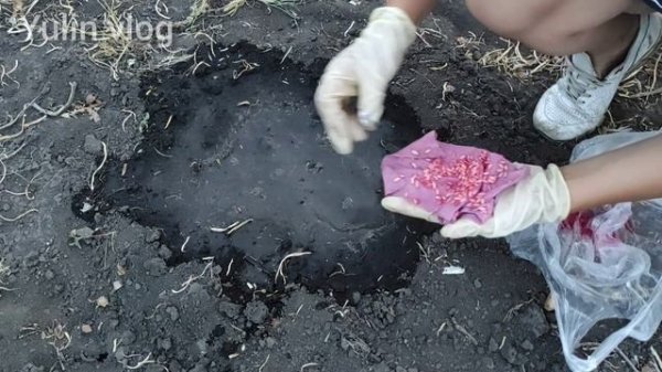 ЧТО ПОСАДИТЬ ПОСЛЕ ЧЕСНОКА И ЛУКА