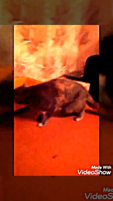 Морская свинка Маркиз и кошка Буся смотреть онлайн