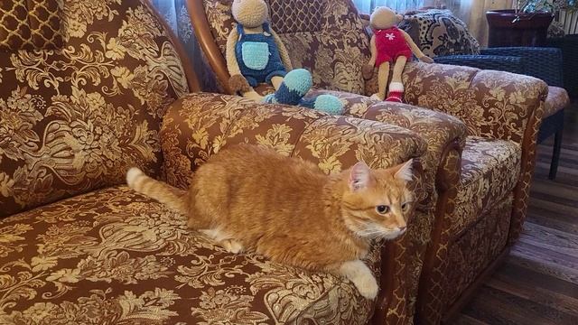 Симпатяга Мурзик. Cute Cat Murzik