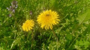 Цветут одуванчики в апреле