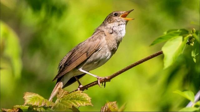 Красивое Пение Соловья в Природе. Голос Соловья смотреть онлайн