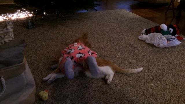 Patient Kitty Being Squished By Little Loving Girl Sydney смотреть онлайн