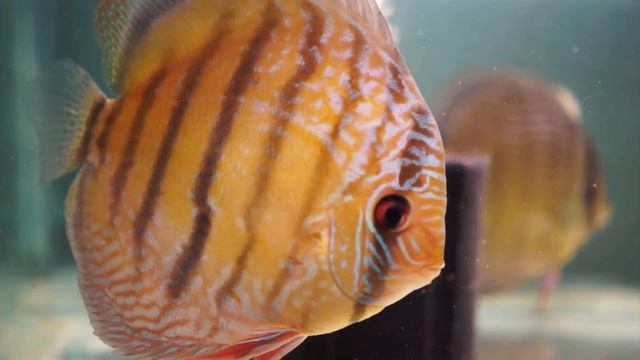 Rare Wild Discus смотреть онлайн