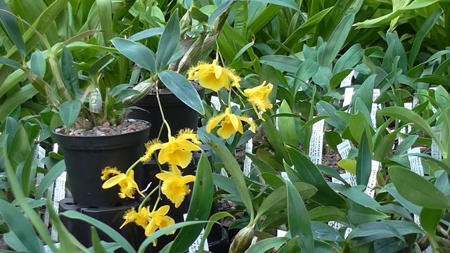 Den harveyanum смотреть онлайн