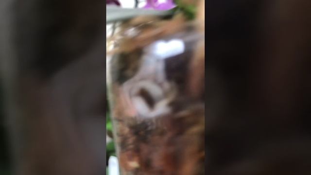 Сюрприз від Mini Mark . Підсумок . Оригінальна посадка. Вдячні орхідеі. смотреть онлайн