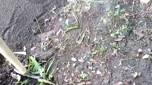 VLOG про те, як ми садили малину;) смотреть онлайн