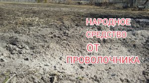 Как избавиться от проволочника на огороде народным способом