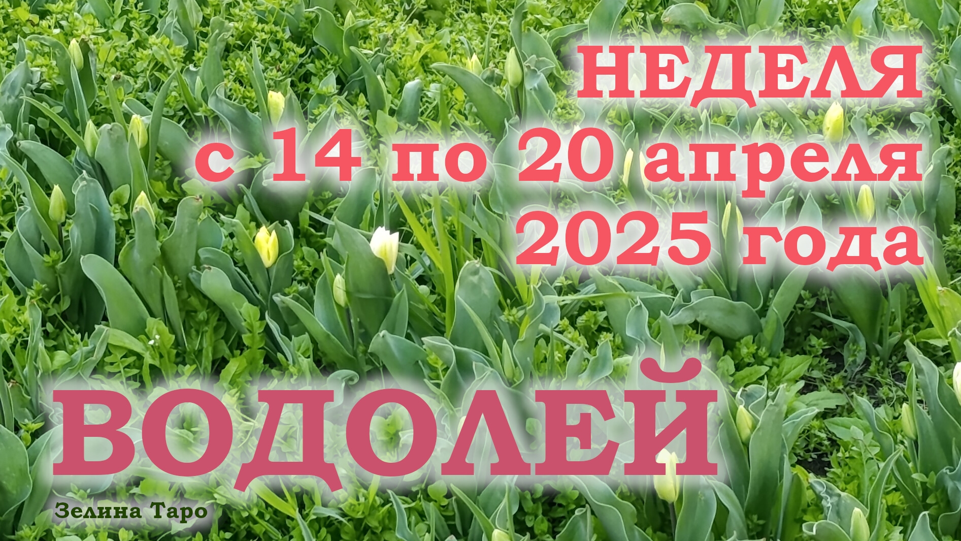 ВОДОЛЕЙ | ТАРО прогноз на неделю с 14 по 20 апреля 2025 года