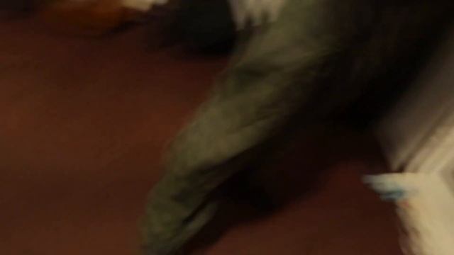 Pee On The Bed Prank (PRANK VIDEO ON BEST FRIEND) смотреть онлайн