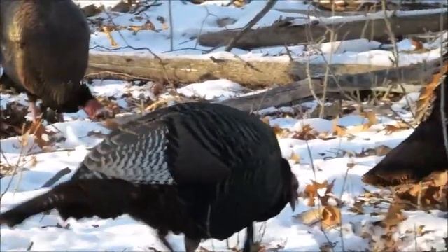 КАНАДА. ПРОВИНЦИЯ ОНТАРИО. ДИКИЕ ИНДЮКИ 6 января 2022 смотреть онлайн