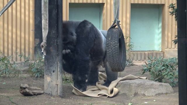Gorilla brothers who just look like their great-grandpa and great-grandma. Gentaro and Kintaro. смотреть онлайн