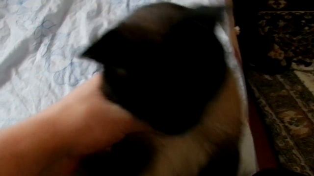 Краткий обзор кота Эль Пабло смотреть онлайн