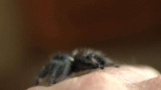 Shy Jumping Spider-Phidippus Audax смотреть онлайн