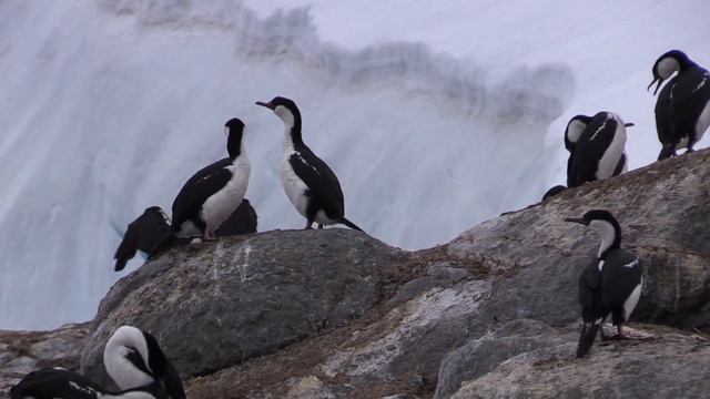 Cormoran antarctique (Leucocarbo bransfieldensis) Antarctic Shag смотреть онлайн