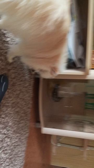 груминг смотреть онлайн