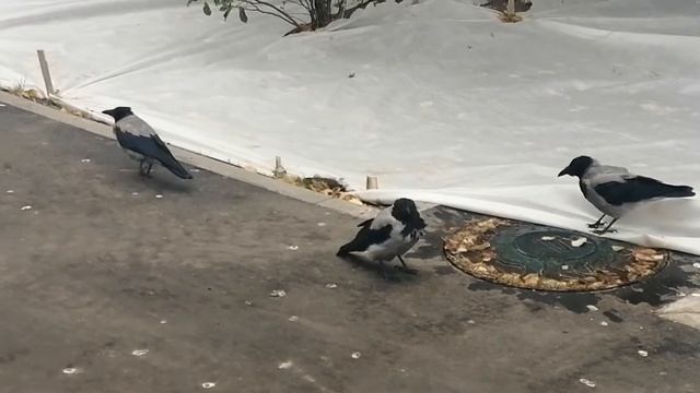 Вороны в первый день осени / Crows in the first day of the fall смотреть онлайн