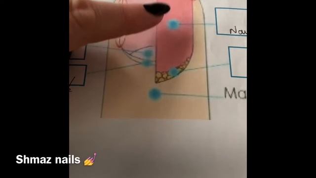 The nail structure and functions смотреть онлайн
