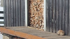 У нас зима ,лиса в деревне .