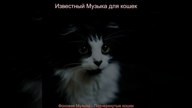 Звуки (Кошки)