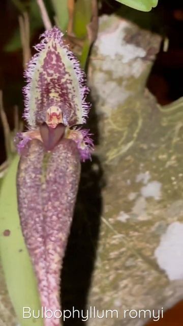 Bulbophyllum romyi night mood смотреть онлайн